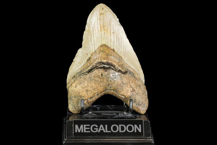 Fossil Megalodon Tooth - North Carolina #109559